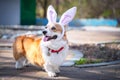 Happy purebred Welsh Corgi dog dressed up with bunny ears costume for Easter celebration for a walk in the park at sunny lawn