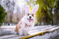 Happy purebred Welsh Corgi dog dressed up with bunny ears costume for Easter celebration for a walk in the park at sunny lawn