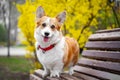 Happy purebred Welsh Corgi dog sitting on a wooden bench in a blooming beautiful colorful trees in spring in the park