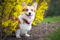 Happy purebred Welsh Corgi dog   is standing in a blooming beautiful colorful trees in spring in the park Royalty Free Stock Photo