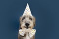 Happy purebreed dog celebrating birthday or carnival wearing party hat and bowtie. Isolated on blue background