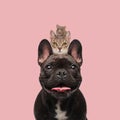 French bulldog dog carrying on his shoulders a metis cat Royalty Free Stock Photo