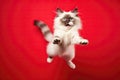 Happy Ragdoll Cat In Jumping, In Flight On Red Background. Generative AI Royalty Free Stock Photo