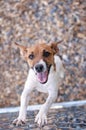 Happy Rat Terrier Dog at a Chain Link Fence Royalty Free Stock Photo