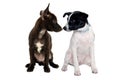 Happy Rat terrier puppy dog and chihuahua dog sitting on a white background Royalty Free Stock Photo