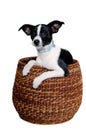 Happy Rat terrier puppy dog is playing in a basket, taken on a white background Royalty Free Stock Photo