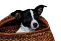 Happy Rat terrier puppy dog is playing in a basket, taken on a white background Royalty Free Stock Photo