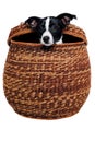 Happy Rat terrier puppy dog is playing in a basket, taken on a white background Royalty Free Stock Photo