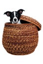 Happy Rat terrier puppy dog is playing in a basket, taken on a white background Royalty Free Stock Photo