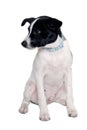 Happy Rat terrier puppy dog is sitting on a white background Royalty Free Stock Photo