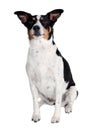 Happy Rat terrier puppy dog is sitting on a white background Royalty Free Stock Photo