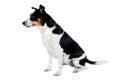 Happy Rat terrier puppy dog is sitting on a white background Royalty Free Stock Photo