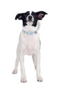 Happy Rat terrier puppy dog is standing on a white background Royalty Free Stock Photo