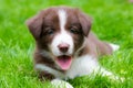 Happy red border collie puppy Royalty Free Stock Photo