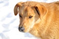 Happy red fluffy dog mongrel on a snow background Royalty Free Stock Photo