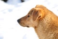 Happy red fluffy dog mongrel on a snow background Royalty Free Stock Photo
