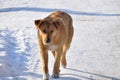 Happy red fluffy dog mongrel on a snow background Royalty Free Stock Photo