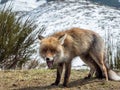Happy red fox (Vulpes vulpes) Royalty Free Stock Photo