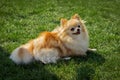 Happy red haired Chihuahua dog lies on the green grass in the sun Royalty Free Stock Photo