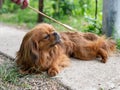 Happy red pekingese lies on a path in the garden and is resting.