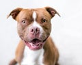 A happy red and white Boxer mixed breed dog Royalty Free Stock Photo