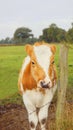 Happy red and white calf in sunshine Royalty Free Stock Photo