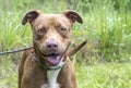 Happy red and white female American Pit Bull Terrier mix breed wagging tail Royalty Free Stock Photo