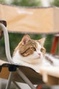 scottish tabby cat sit on camping chair