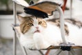 scottish tabby cat sit on camping chair and licking foot