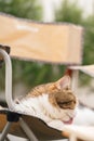 scottish tabby cat sit on camping chair and licking foot