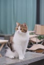 scottish tabby cat sit on camping table