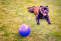 Happy relaxed handsome Staffordshire Bull Terrier dog lying down, flat out, with his legs forward on grass with a big blue ball