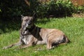 Happy relaxed mixed breed dog laying in sun Royalty Free Stock Photo