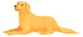 Happy retriever laying. Funny cartoon golden dog