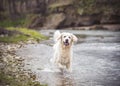 Happy Retriever playing in a river Royalty Free Stock Photo