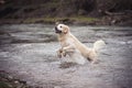 Happy Retriever playing in a river Royalty Free Stock Photo