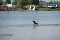 Happy rhodesian ridgeback dog running on the water near the shore Royalty Free Stock Photo