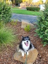 Happy rock dog rocks the stage Royalty Free Stock Photo