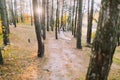 Happy romantic newly married couple holding each other in sunny autumn pine forest Royalty Free Stock Photo