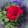 Happy  Rose dey Royalty Free Stock Photo