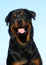 Happy rottweiler