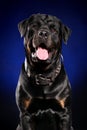 Happy rottweiler on dark blue background