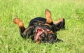 Happy Rottweiler dog