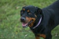 Happy rottweiler dog standing in lush green field with tongue hanging out