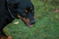 Happy rottweiler dog standing in lush green field with tongue hanging out