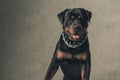 Happy rottweiler dog with tongue out panting and sitting