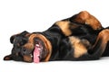 Happy Rottweiler dog on white background Royalty Free Stock Photo