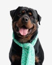 happy rottweiler dog with winter scarf looking up and sticking out tongue