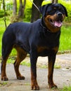 Happy Rottweiler on the filed