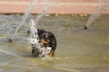 Happy Rottweiler Playing in the Water Fountain